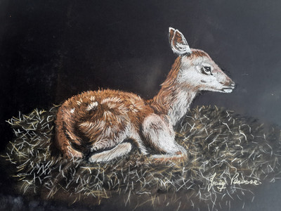 Irving. New born fawn, pastel. 1.21.jpg